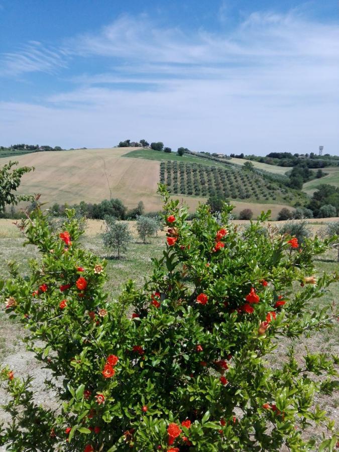 Il Giardino Nella Valle Belvedere Ostrense Exteriör bild