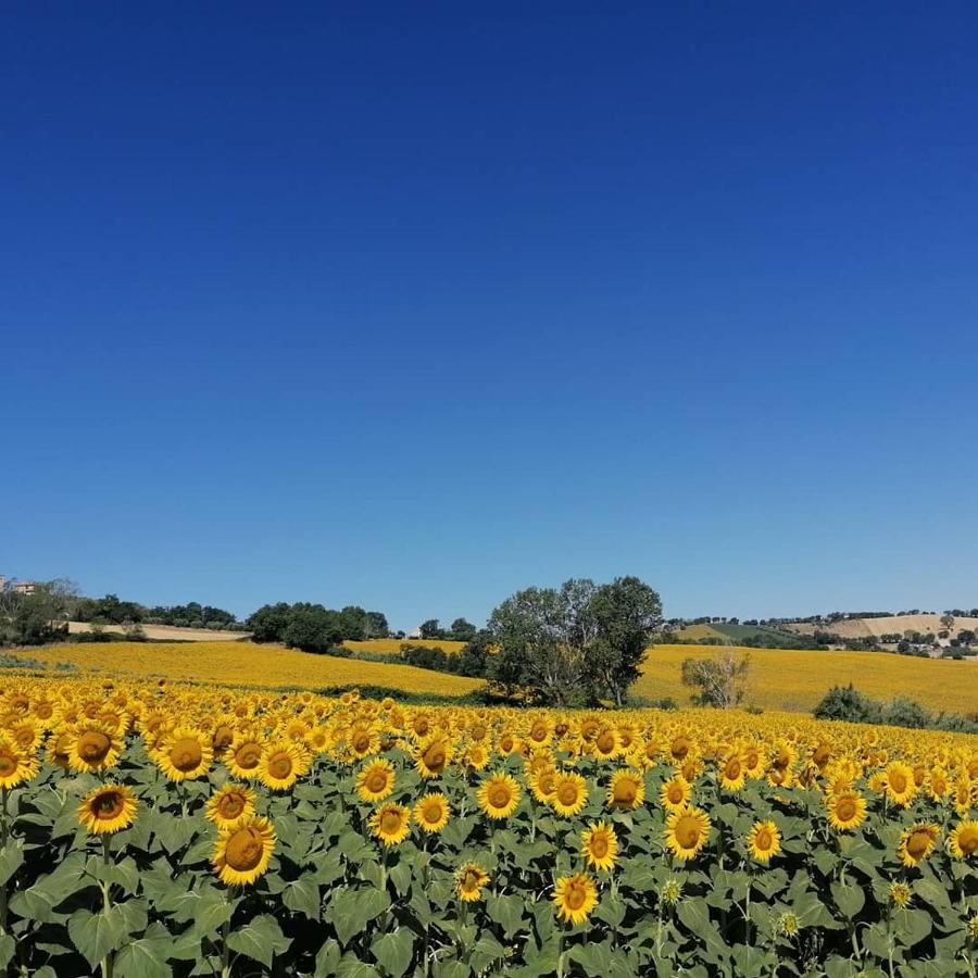 Il Giardino Nella Valle Belvedere Ostrense Exteriör bild