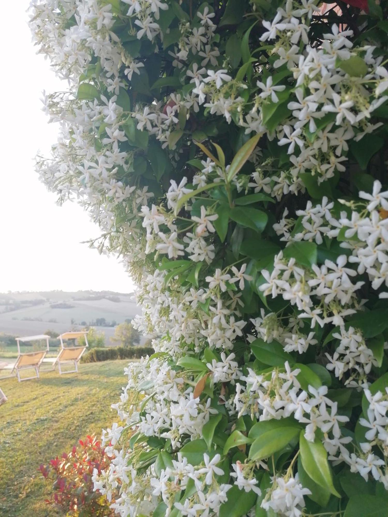 Il Giardino Nella Valle Belvedere Ostrense Exteriör bild