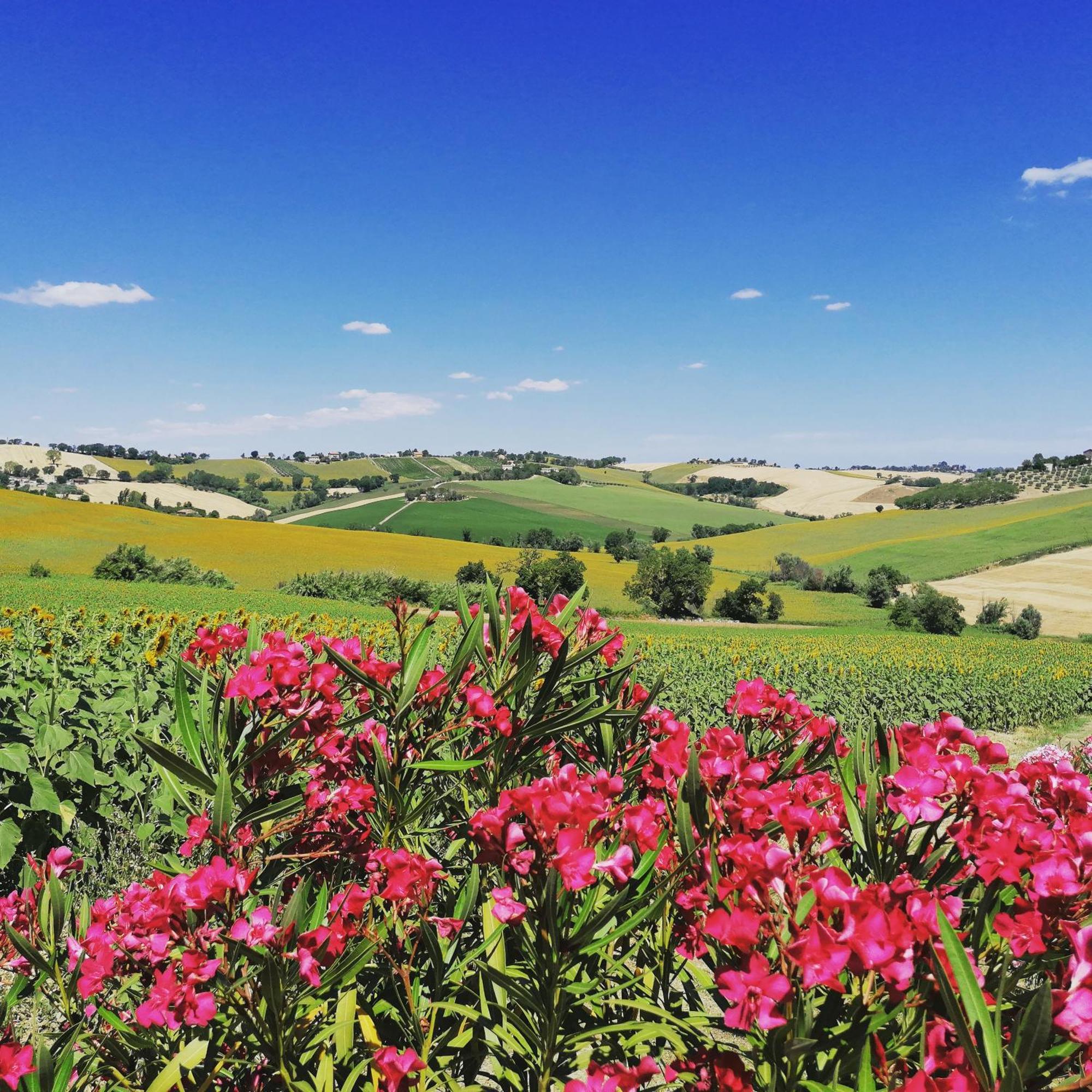 Il Giardino Nella Valle Belvedere Ostrense Exteriör bild